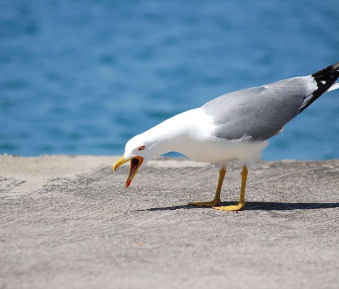 I Turned My Home Into a Fortress of Surveillance